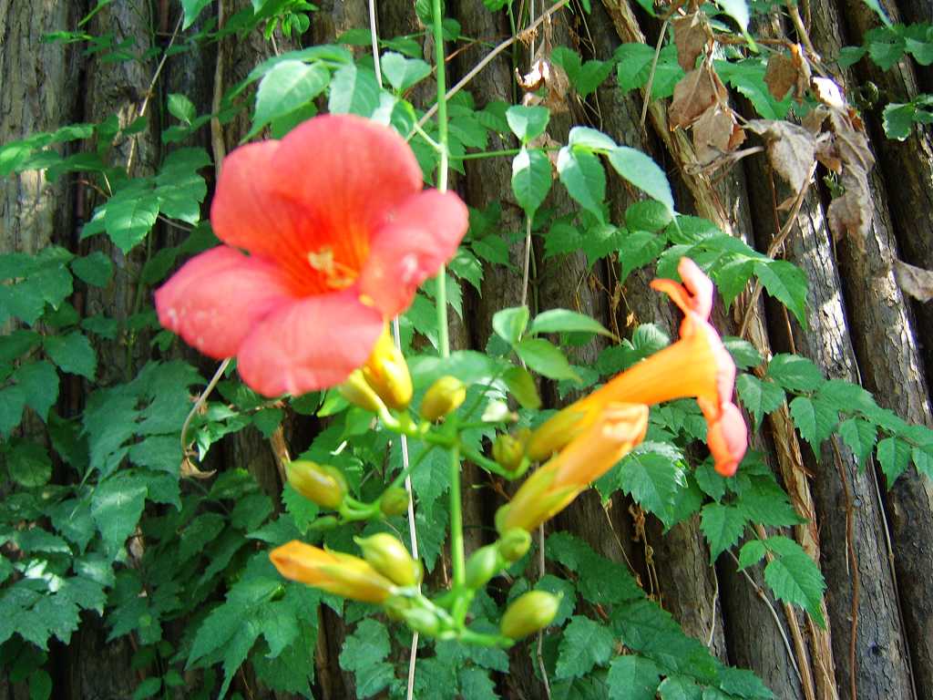 世锦园的花卉