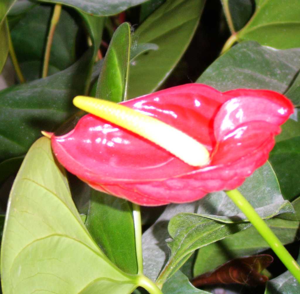 世锦园的花卉