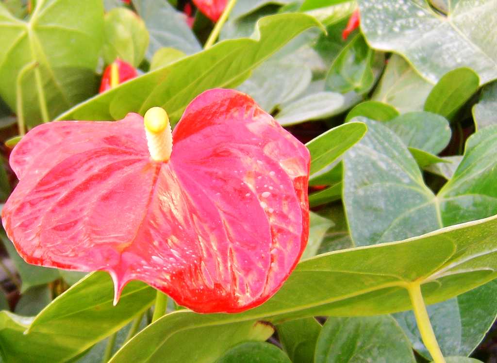 世锦园的花卉