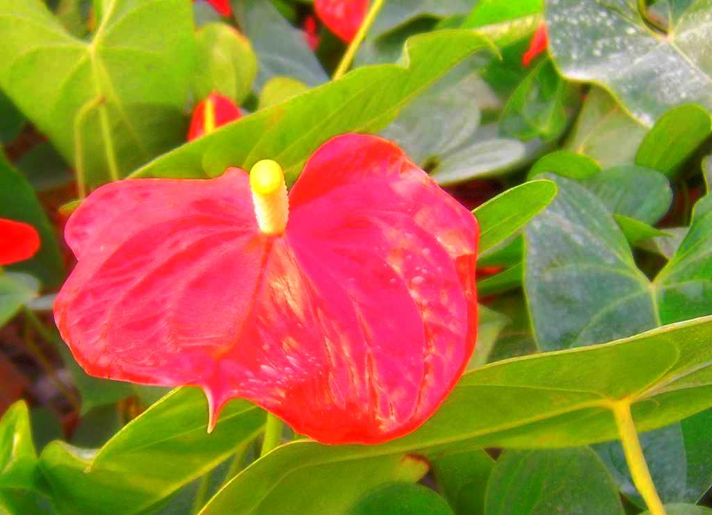 世锦园的花卉