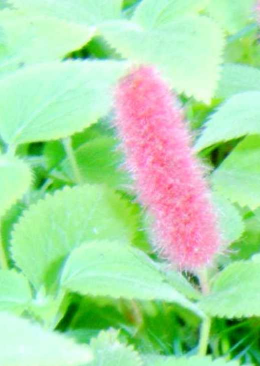 世锦园的花卉