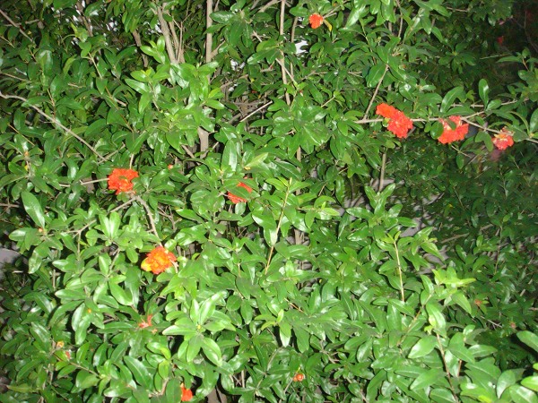 盛开的鲜花