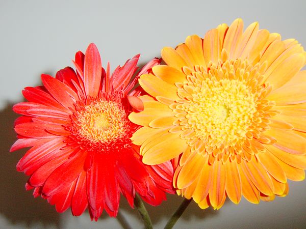 非洲菊