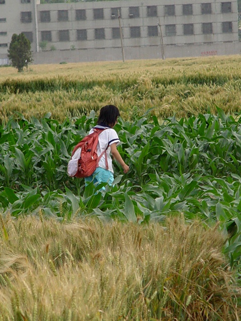 田间地头