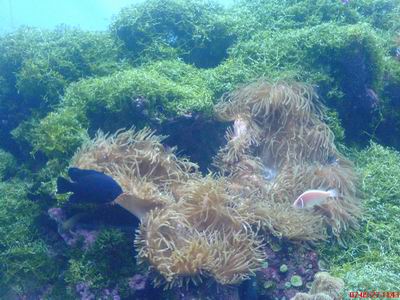 海底生物
