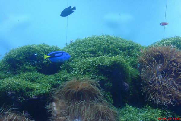 海底生物