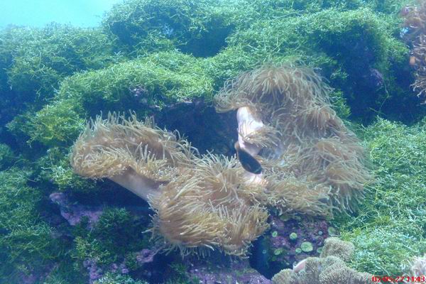 海底生物