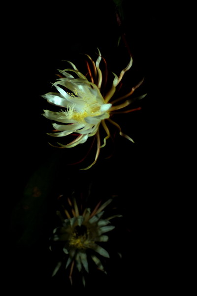 [原创]昙花一现