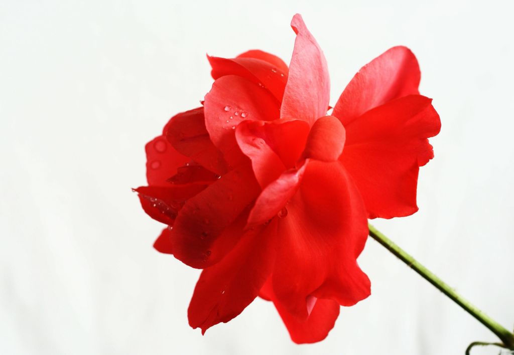 月季花