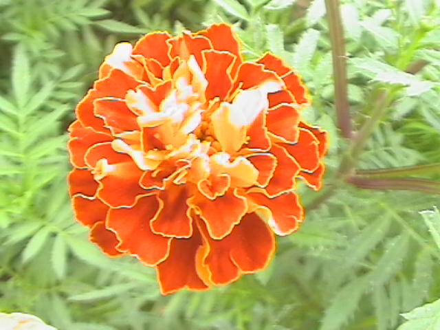 花儿