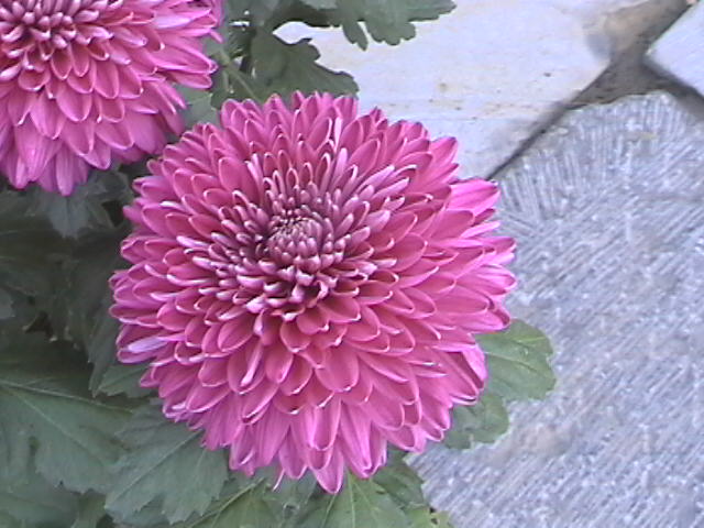 花儿