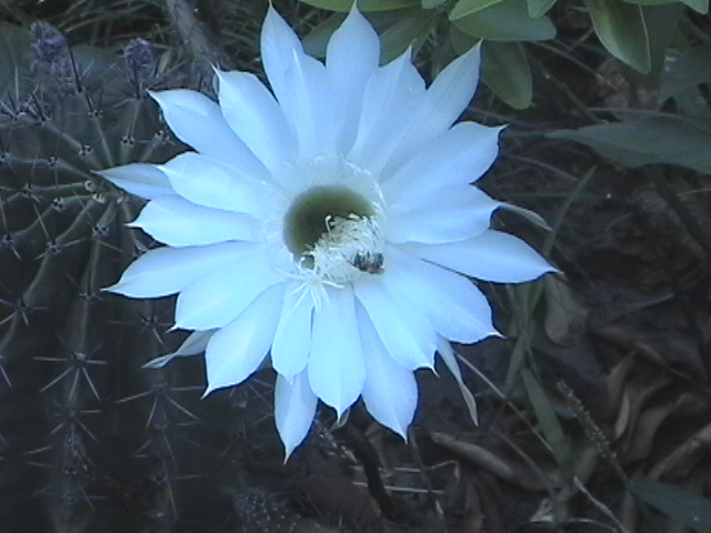 花儿