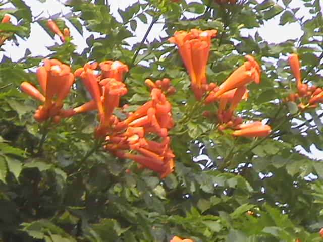 花儿