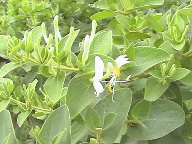 花儿