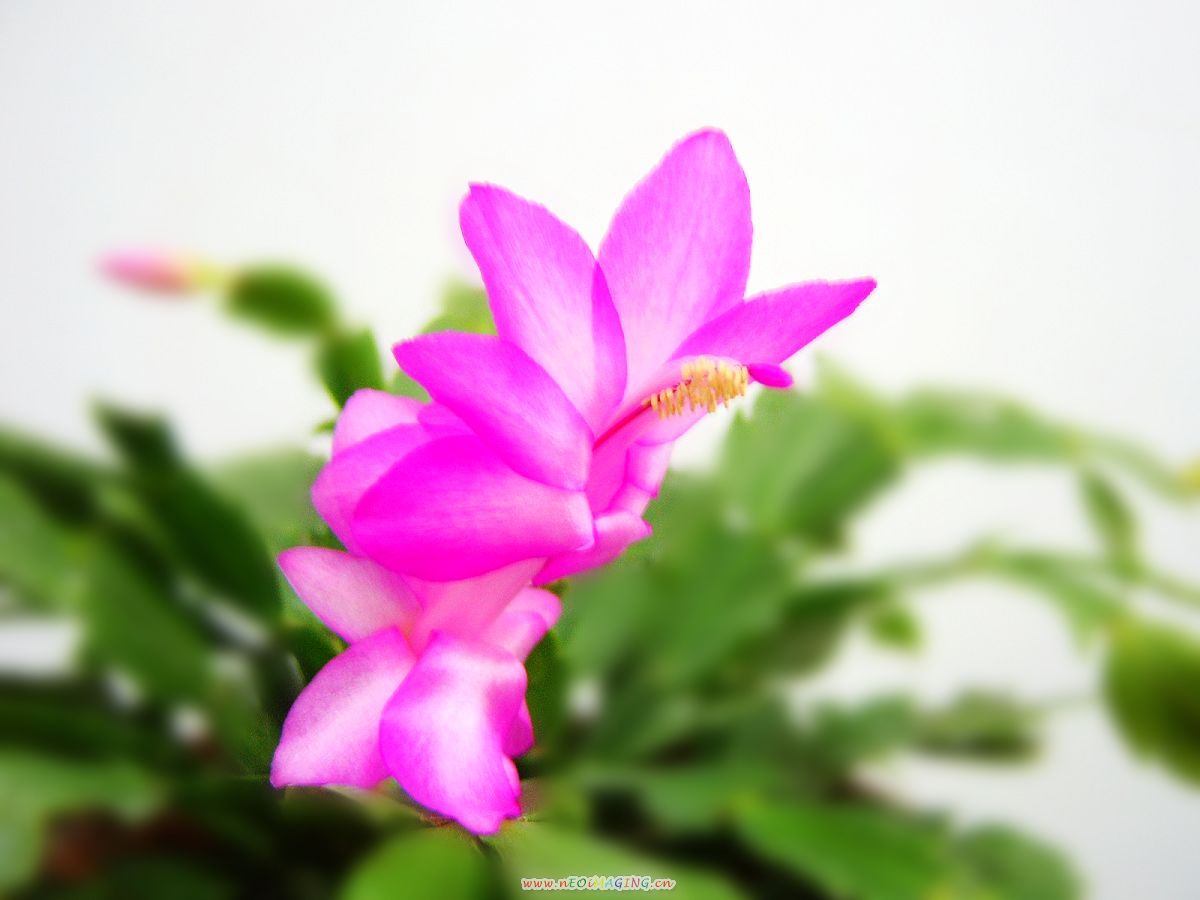 蟹爪兰