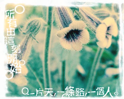 野花
