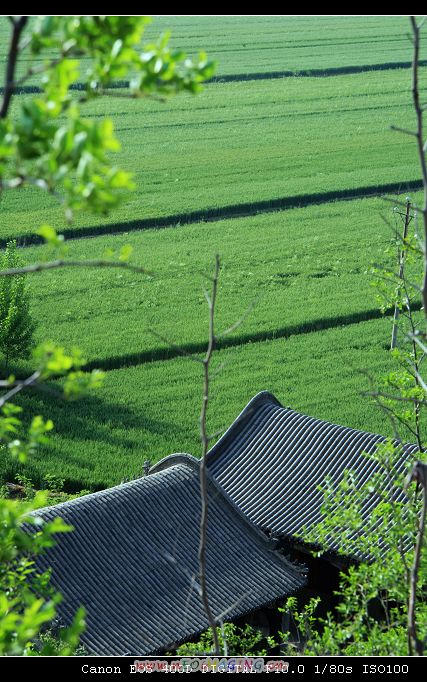 5月4日河北磁县拍摄麦田