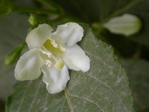 野花
