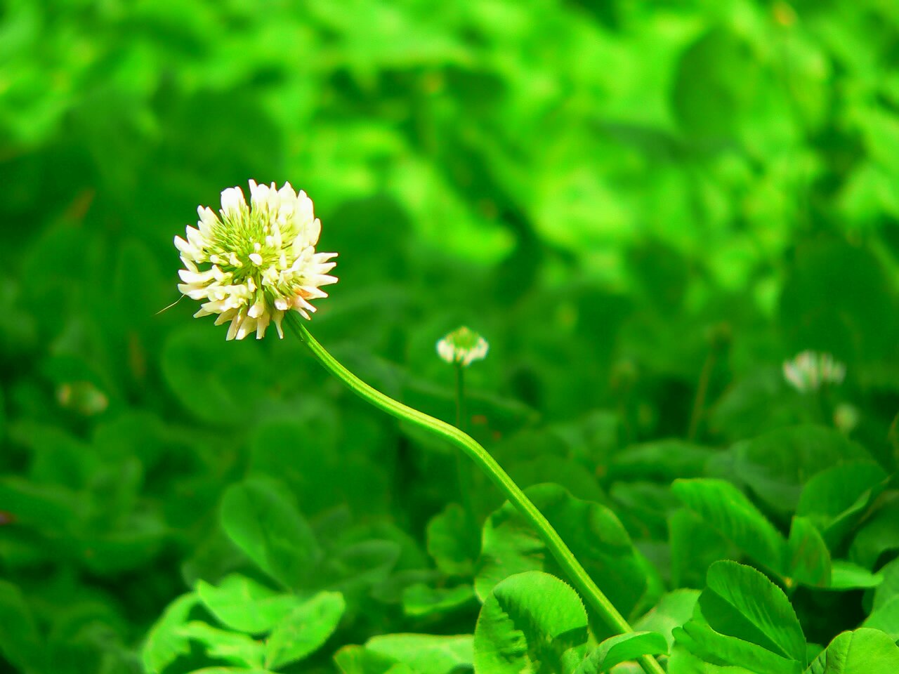 [原创]门前的花