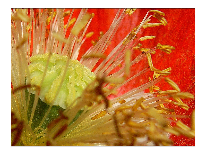 又见虞美人