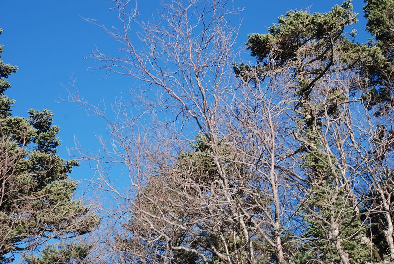 [原创]秦岭主峰—太白山之绚丽景色