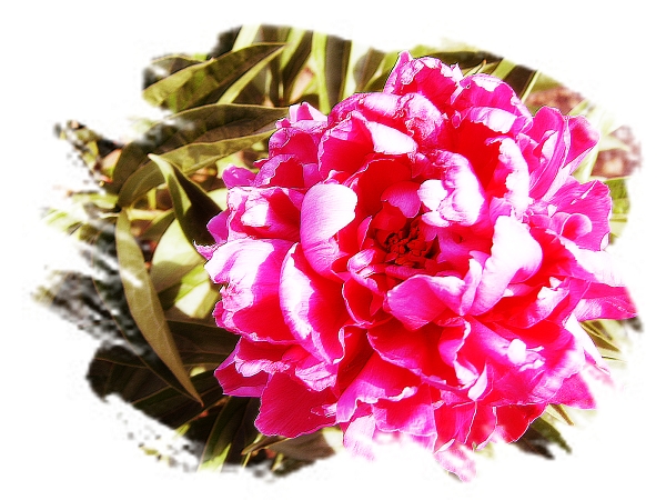 在濮上园拍的花