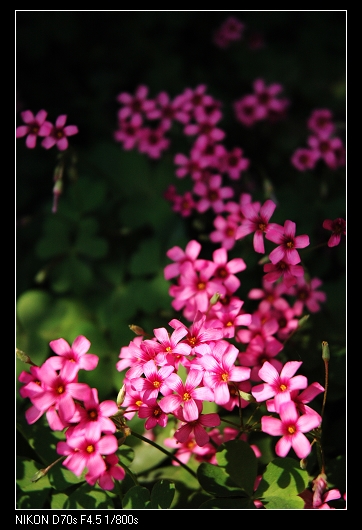小花一张