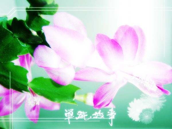 蟹爪兰
