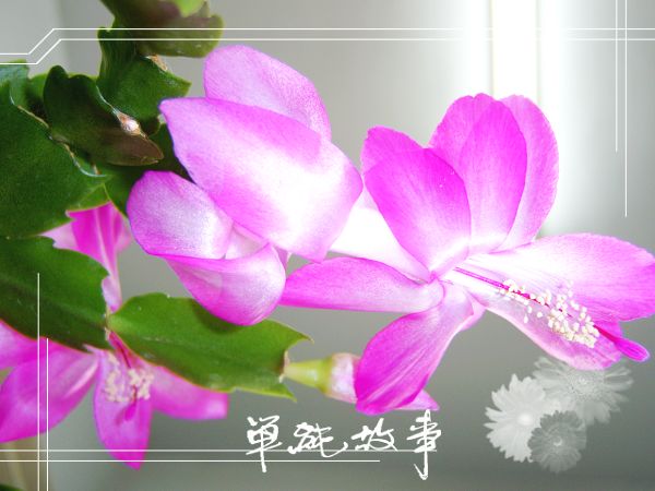 蟹爪兰