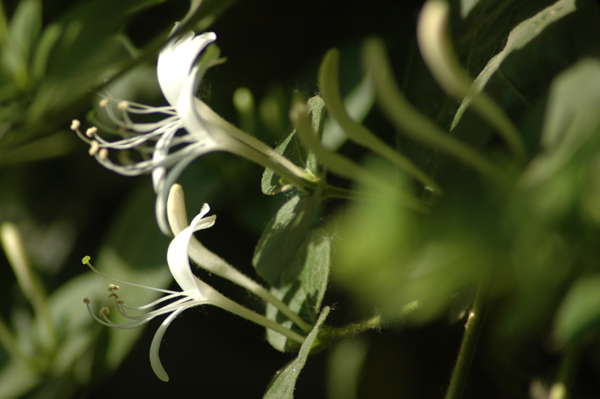 [原创]红五月月季花又香又美