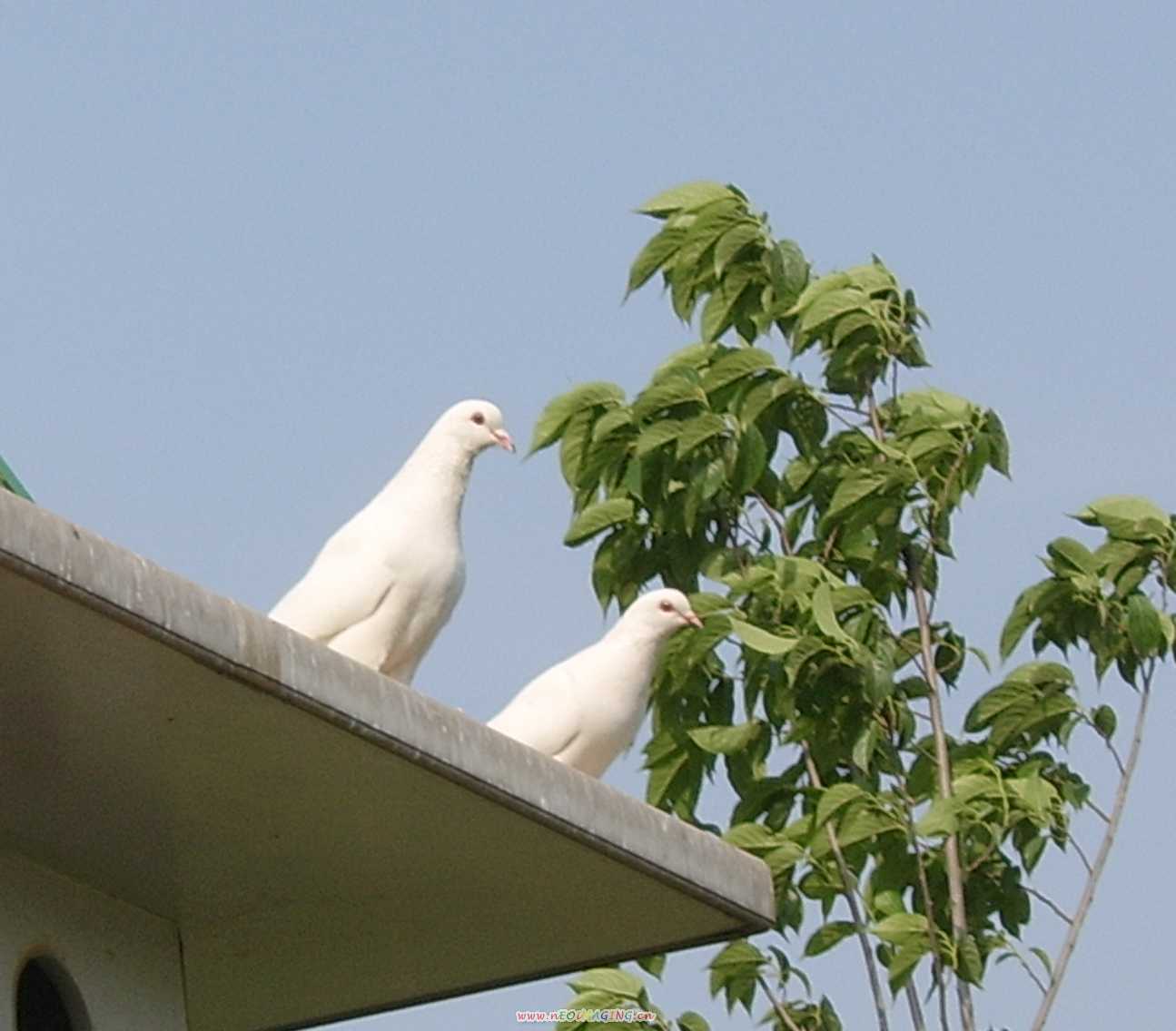 鸽子一组