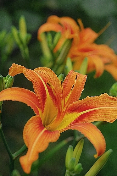 标头拍花~~~