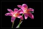 “韭菜花”儿红
