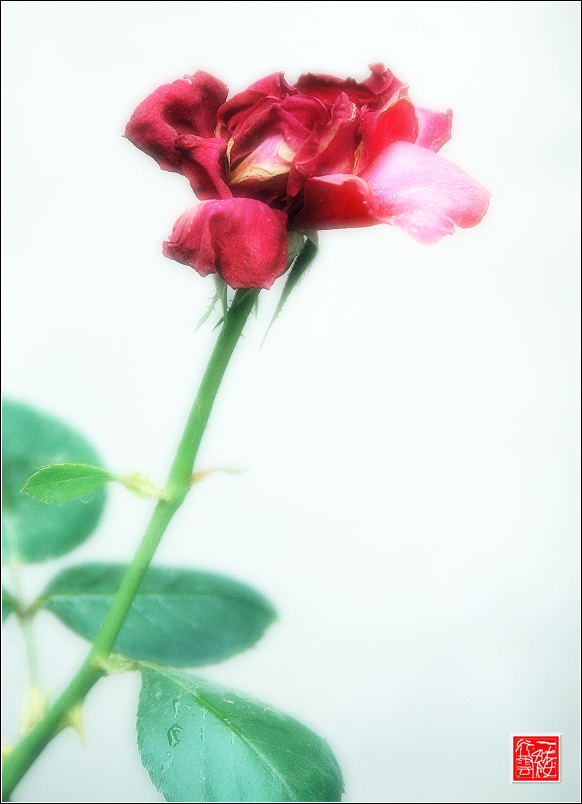 几张花片~~