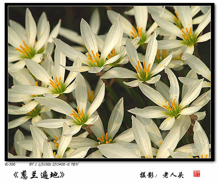 “韭菜花”儿红