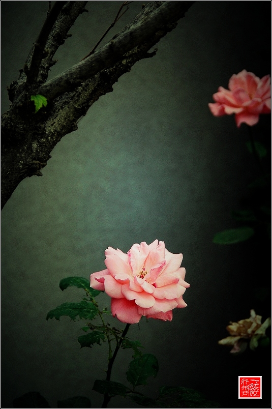 几张花片~~