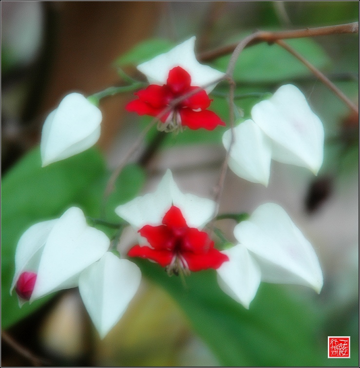 几张花片~~