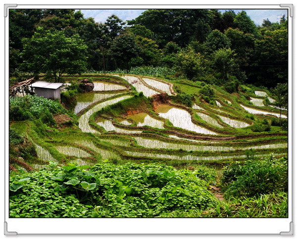 五月的元阳