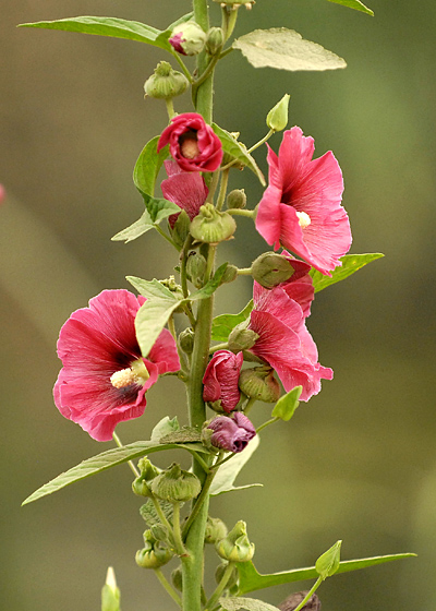 路边拍花