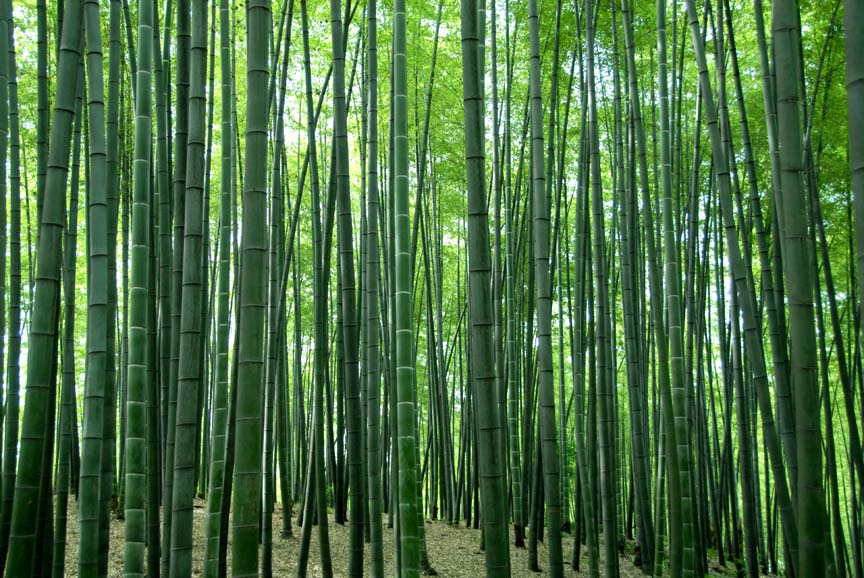 [原创]南竹