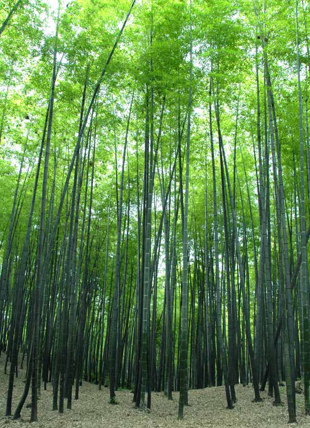 [原创]南竹