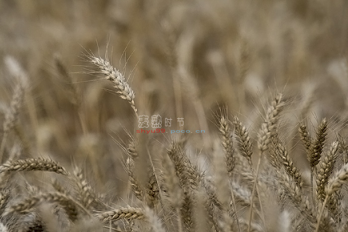 麦熟
