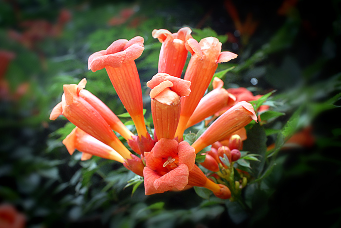 桃与花