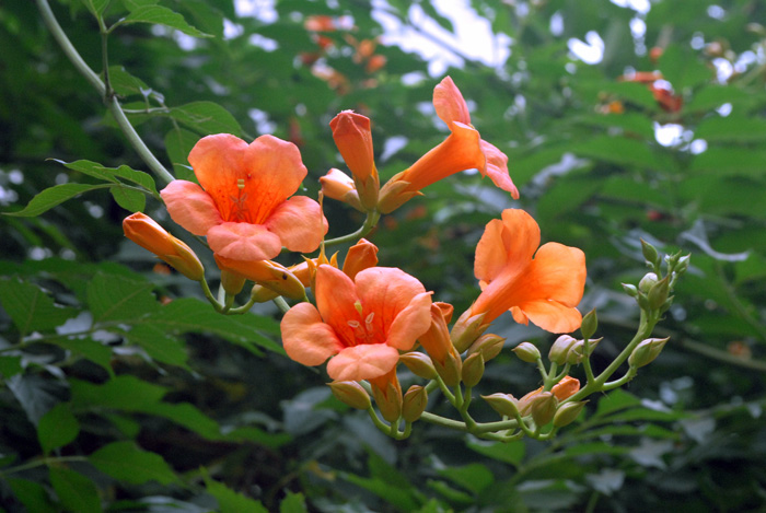 桃与花