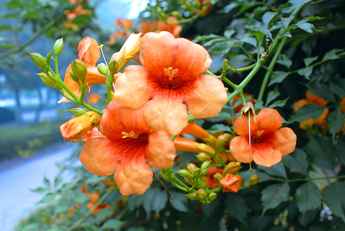 桃与花