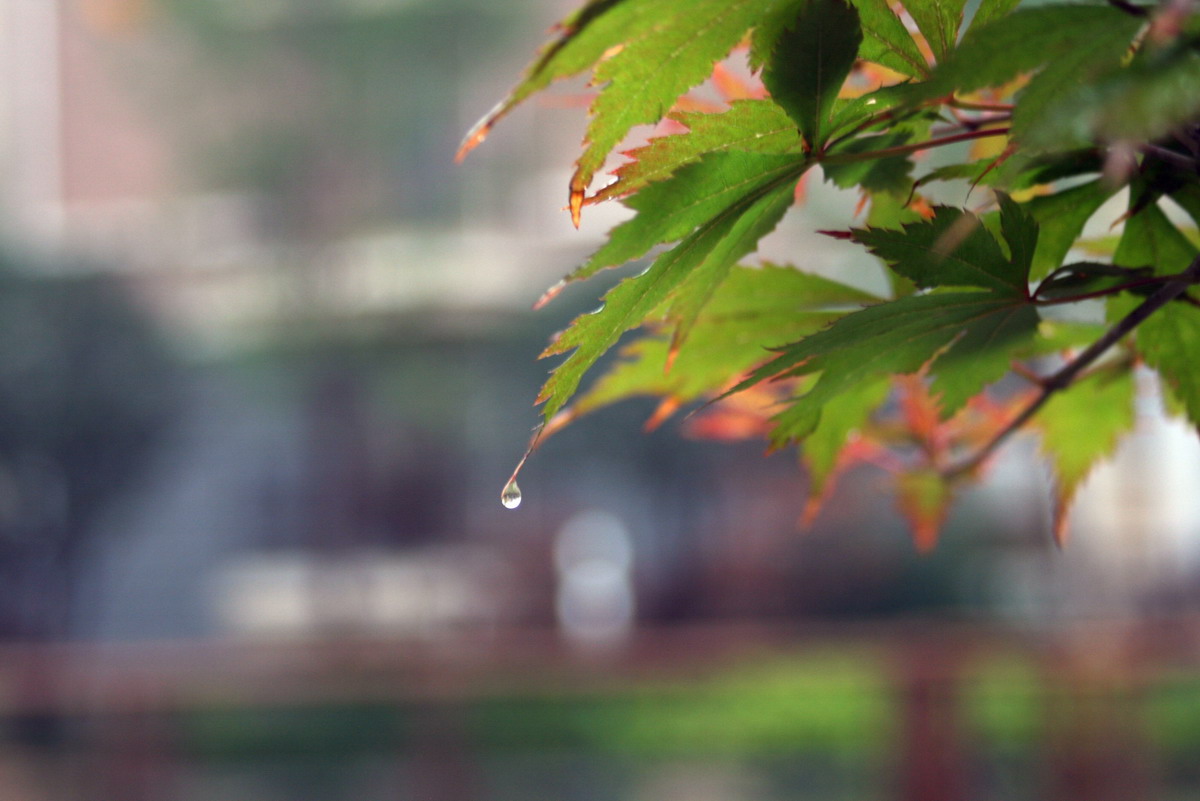 雨后枫叶