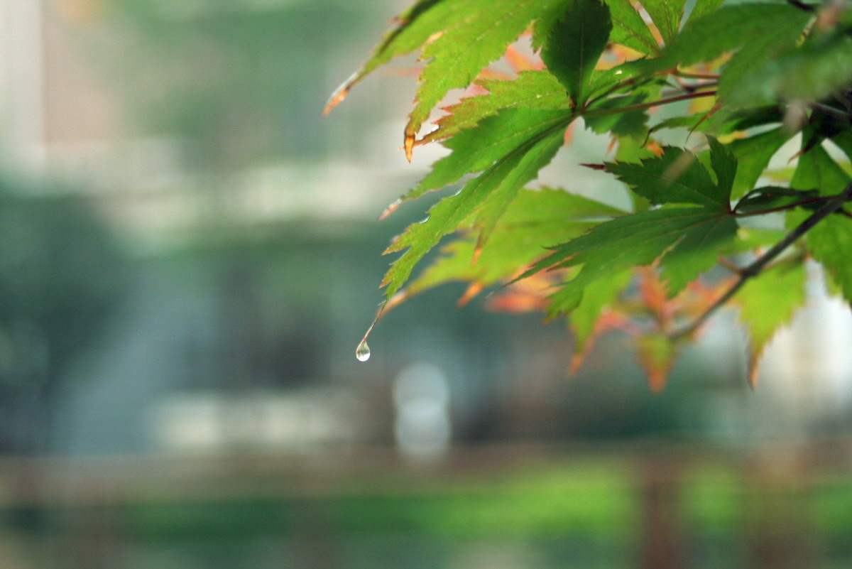 雨后枫叶