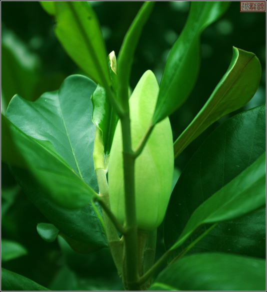 木瓜花与蕾