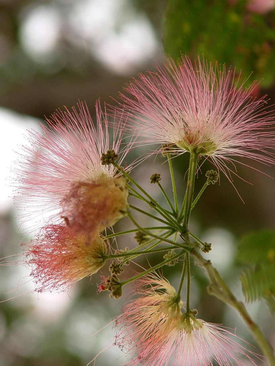 小花