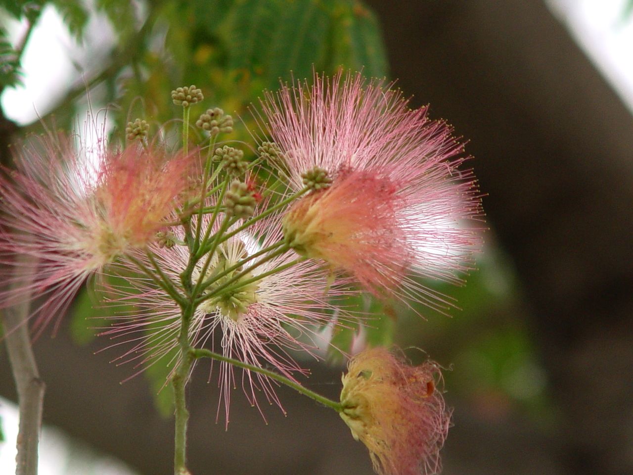 小花